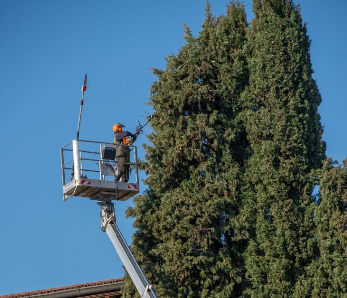 Mantenimiento de jardines