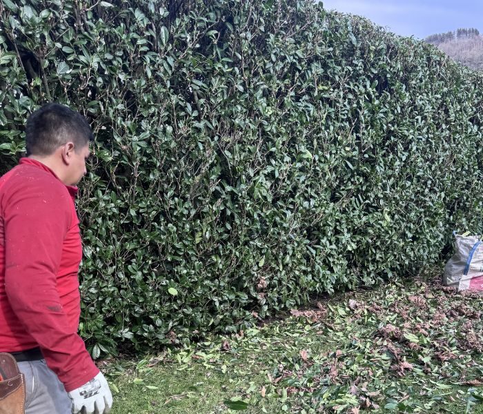 armijos jardineria - Empresa de Jardinería en Navarra y Gipuzkoa (14)