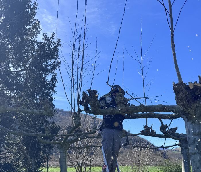 armijos jardineria - Empresa de Jardinería en Navarra y Gipuzkoa (20)